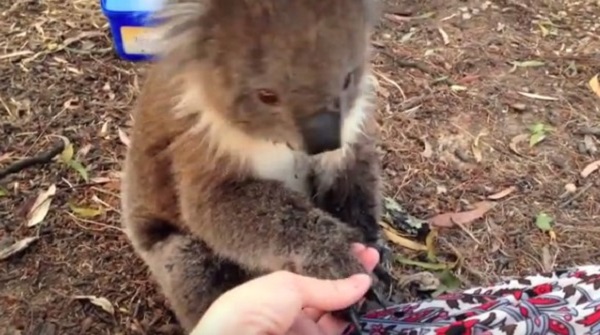 She Spent Some One-On-One Time With A Koala And Captured The Adorable Moment On Camera