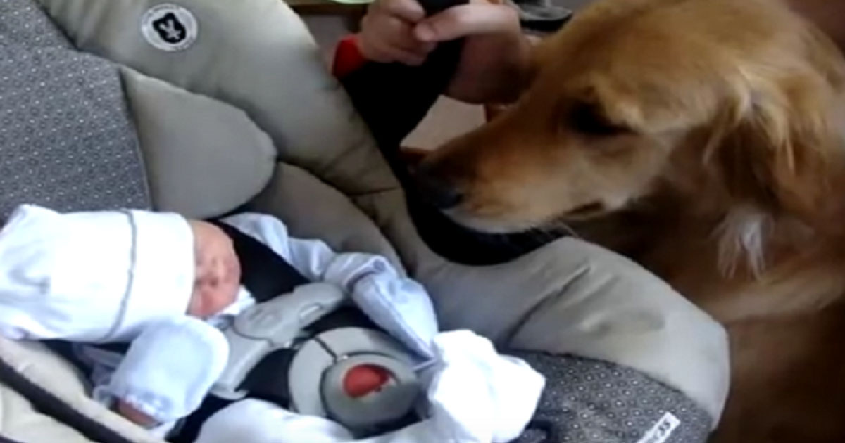 The Adorable Moment They Introduce Their Golden Retriever To The New Baby