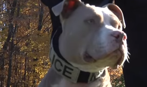 Pit Bull Strives To Break Stereotypes By Joining The Police Force
