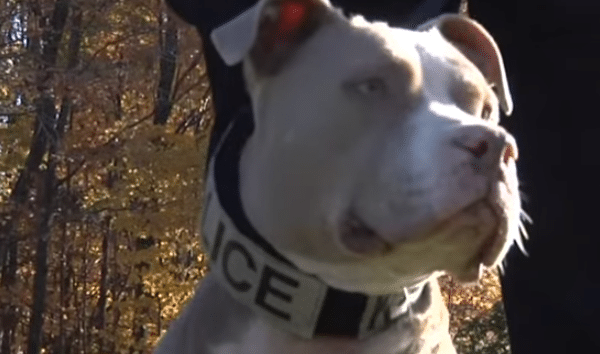 Pit Bull Strives To Break Stereotypes By Joining The Police Force