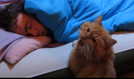 Sleeping Man’s Cat Wakes Him Up In The Sweetest Way