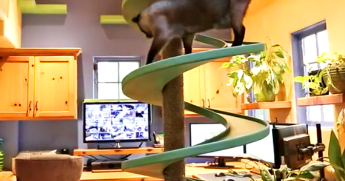 He Has Turned His House Into A Place Any Cat Would Love To Live