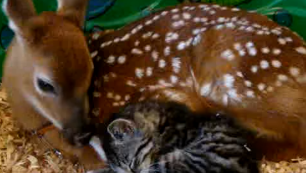 Adorable Fawn’s Adoption Of This Kitten Will Melt Your Heart