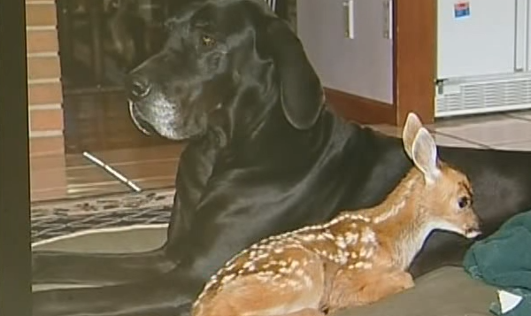 This Dog And Deer Share An Unusual Love Story That Will Melt Your Heart