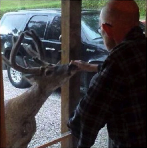 deer visit