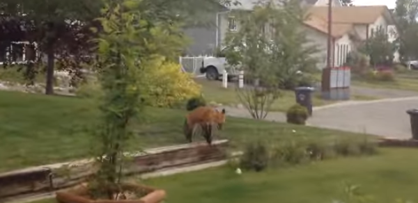 This Crazy Fox Is  Having Fun Entertaining His Neighbors