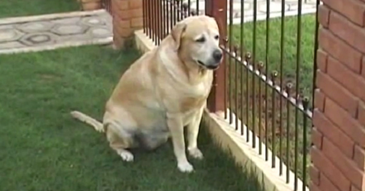 Labrador Retriever Waits By The Gate For Hours Until He Gets This Surprise