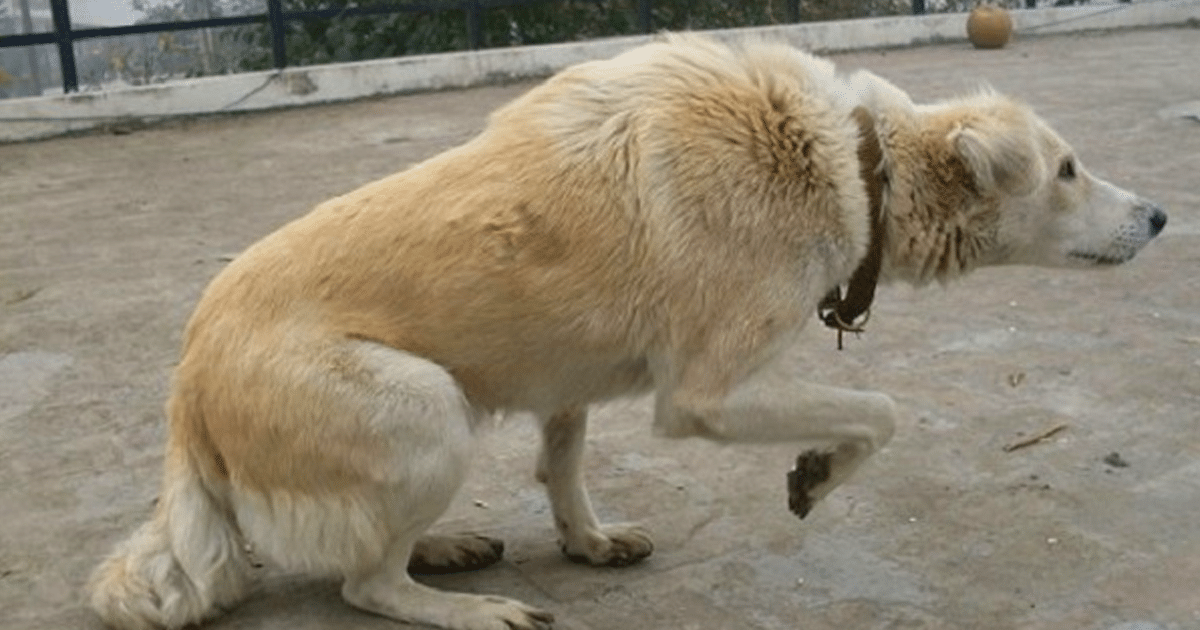 When You See What This Dog Is Trying To Tell His Owner, You Might Be Quite Surprised…