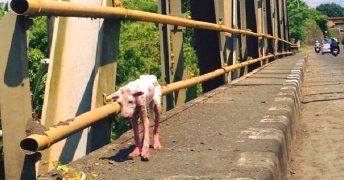 They Found This Homeless Dog In Deplorable Condition, But Soon? Her Transformation Will Stun You.