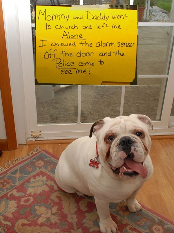 dog shaming