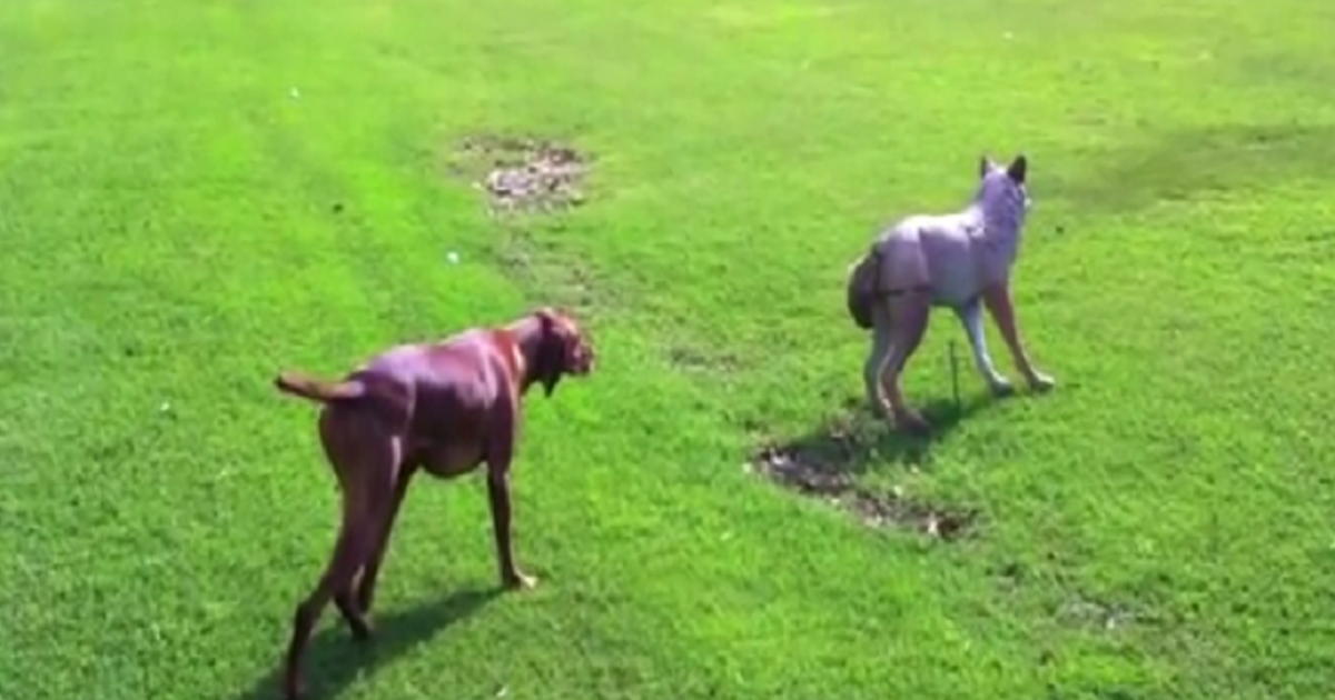 When Their Dog Spots A Wolf In The Yard, You Won’t Believe What He Does