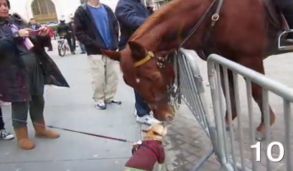 This Is What Happens When A French Bulldog Meets A Horse For The First Time