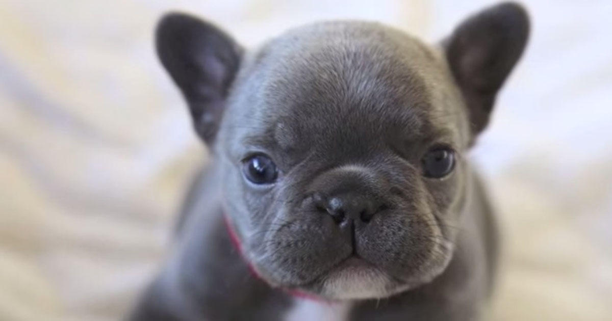 This Blue French Bulldog Puppy Is Just Adorable When She’s Doing This