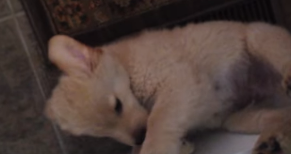 This Golden Retriever Puppy With His Favorite Toy Will Melt Your Heart