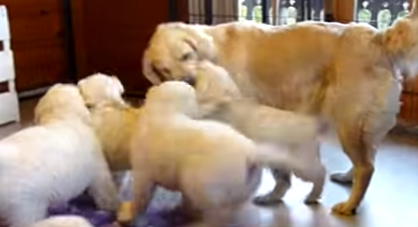 Golden Retriever Puppies Love Teasing Their Grandma, Her Reaction Is Adorable