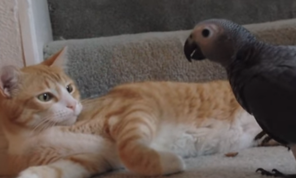 This African Grey Parrot Has An Unusual Friendship With A Cat