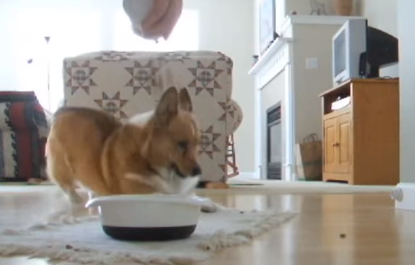 This Corgi Puppy’s Reaction To His Food Is Hilarious