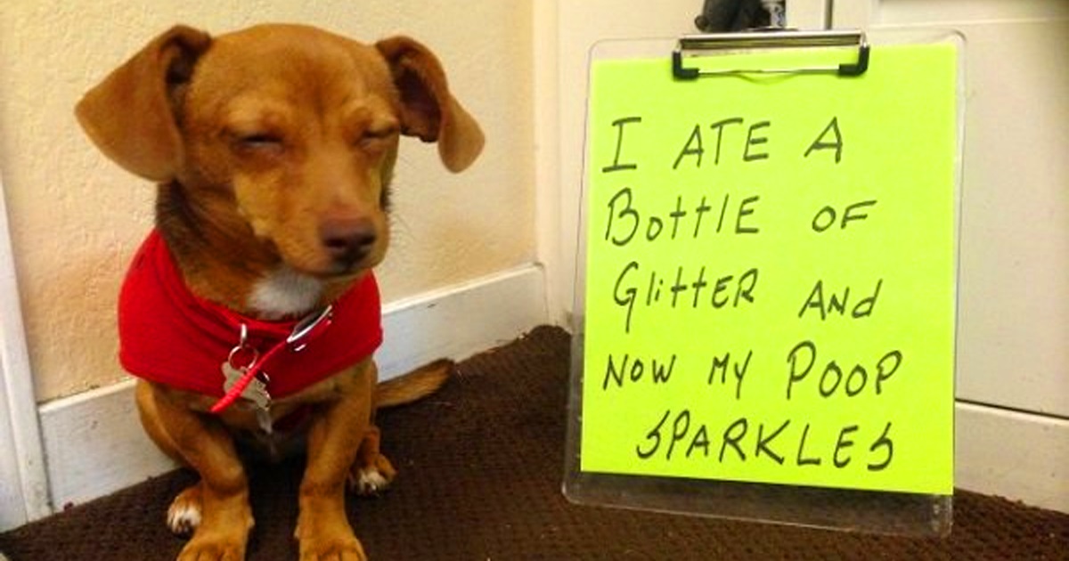 Some Of The Most Hilarious Dog Shaming Photos Ever Are Guaranteed To Cheer You Up