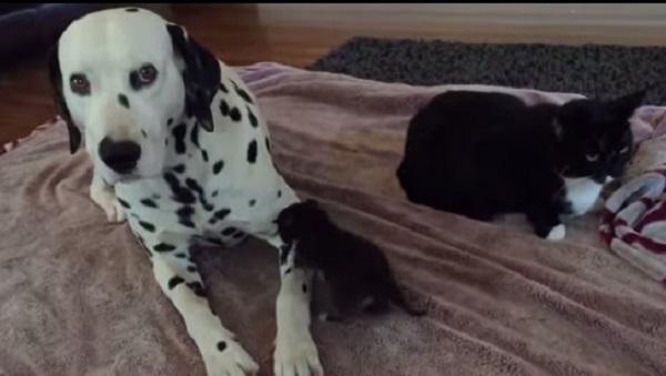 What This 3-Week-Old Kitten Does With The Dalmatian Will Bring A Smile To Your Face