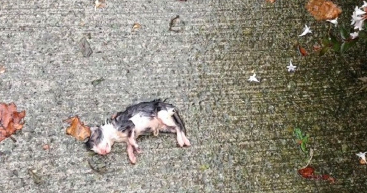 She Sees Something Tiny, Barely Breathing On The Sidewalk In The Rain. Then She Realized What It Was…