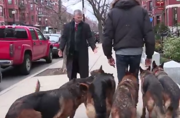 These German Shepherds Are The Most Well Trained Dogs You Will Ever See