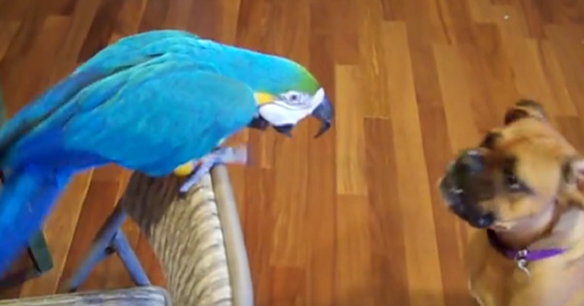 Macaw Parrot Is Telling This Boxer Who The Boss Is