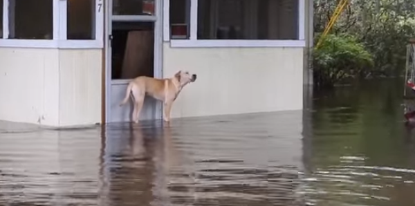 Abandoned Dog Was Stuck In Rising Flood Waters Until These Heroes Came Along