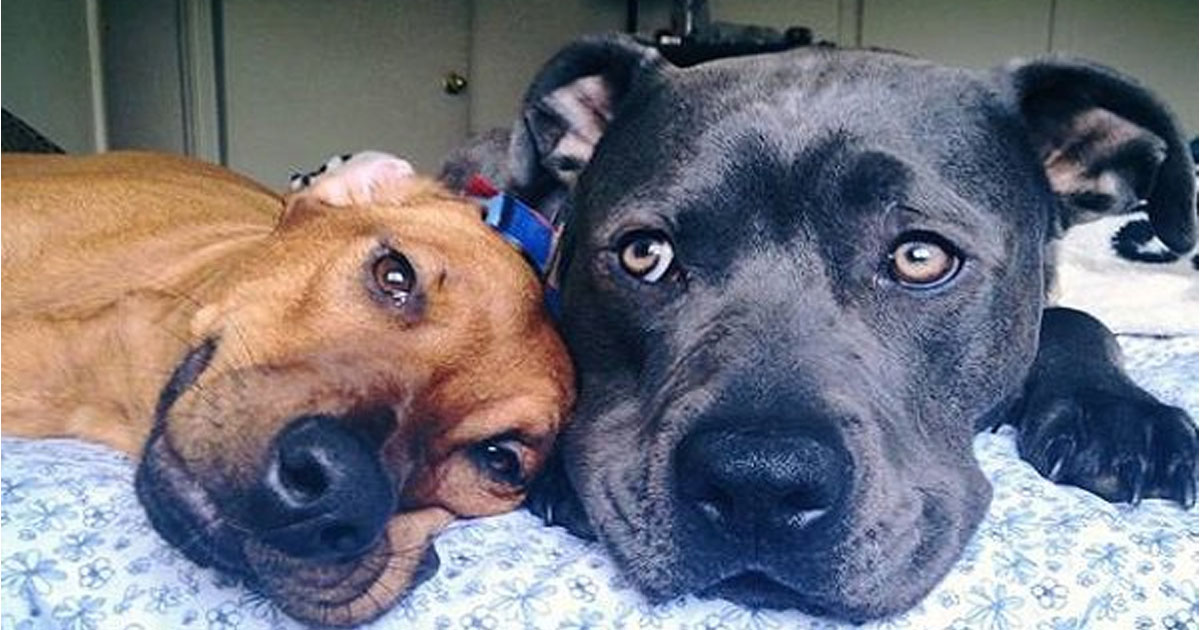 What They Should Have Told Me Before I Rescued My Pit Bull
