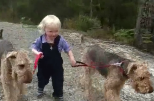 This Cute Toddler Just Loves Walking His Airedales…