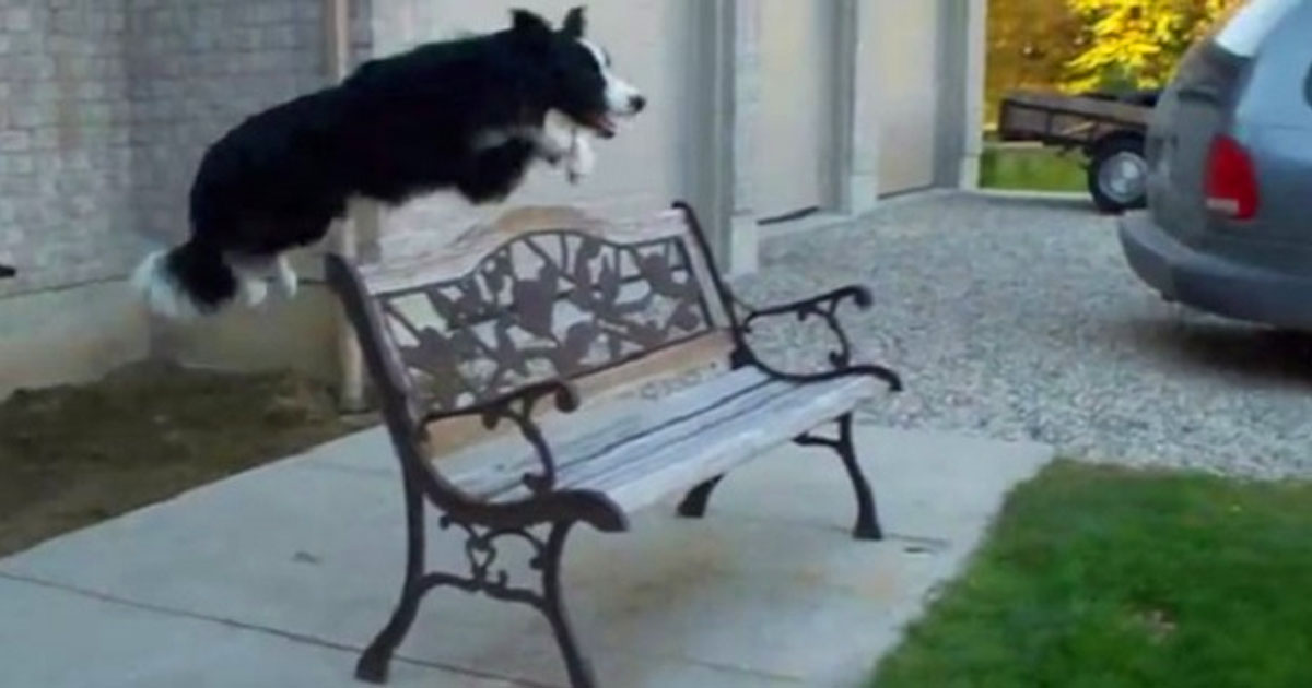 You Will Not Believe What This Border Collie Can Do