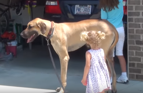 Great Dane Loves Taking His Walk With This Surprising Companion