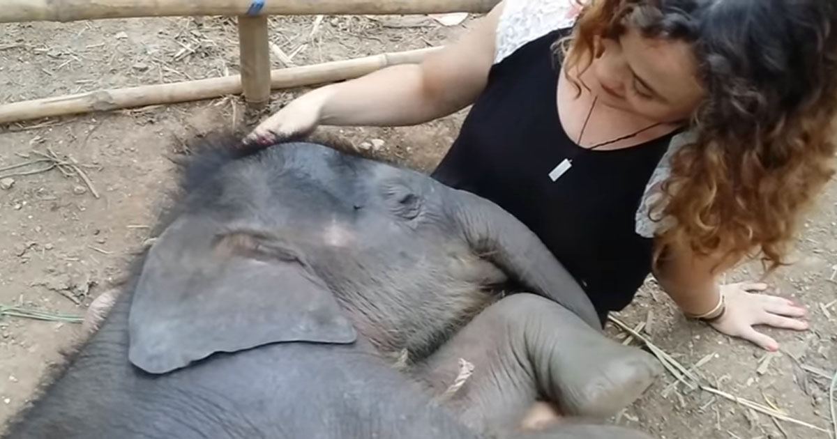 As She Starts Singing A Lullaby, This Baby Elephant Does Something Unusual