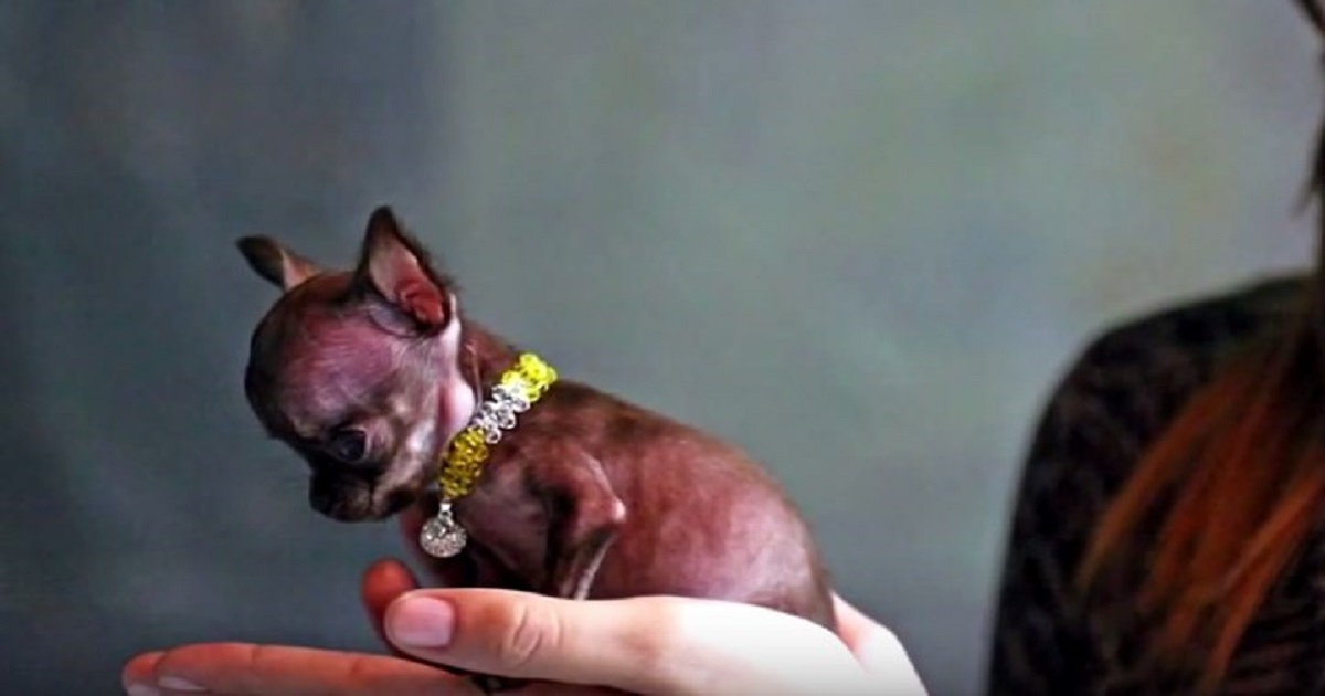 Pocket Puppers: Exploring the World’s Smallest Dog Breed