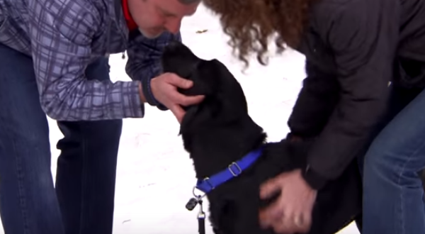 Puppy Rescued From A Snowstorm Finds His Soulmates In New Hampshire