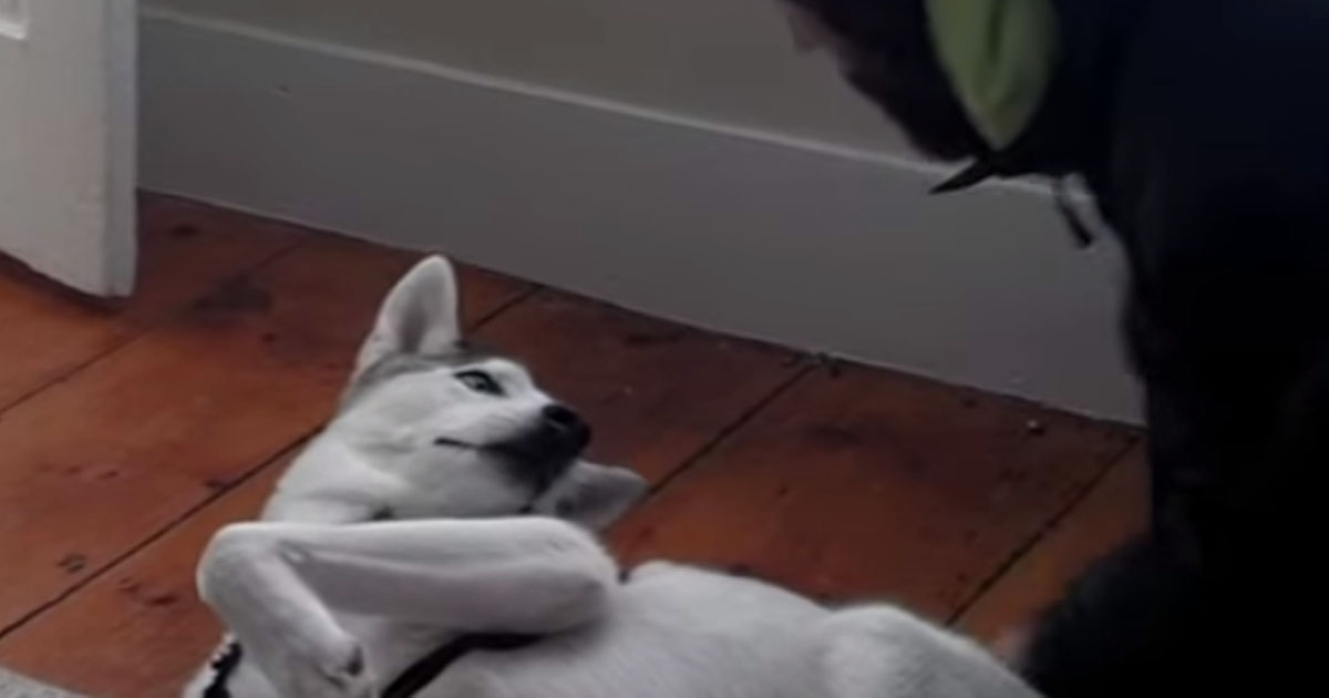 When It’s Time To Go In His Kennel, You Won’t Believe What This Husky Does