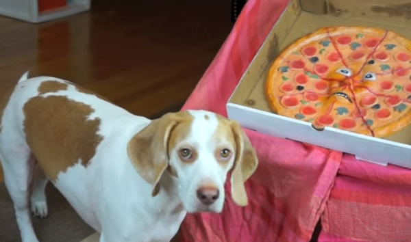 Their Beagles Find A Pizza, What Happens Next Will Make You Laugh