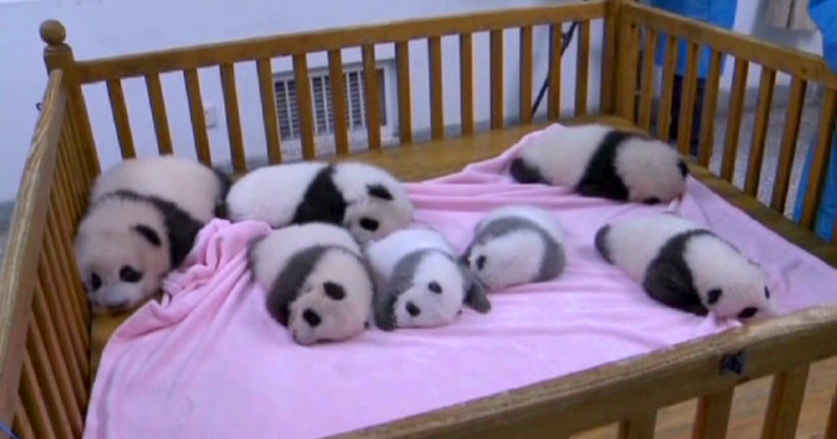 These Seven Baby Pandas Are Just The Cutest