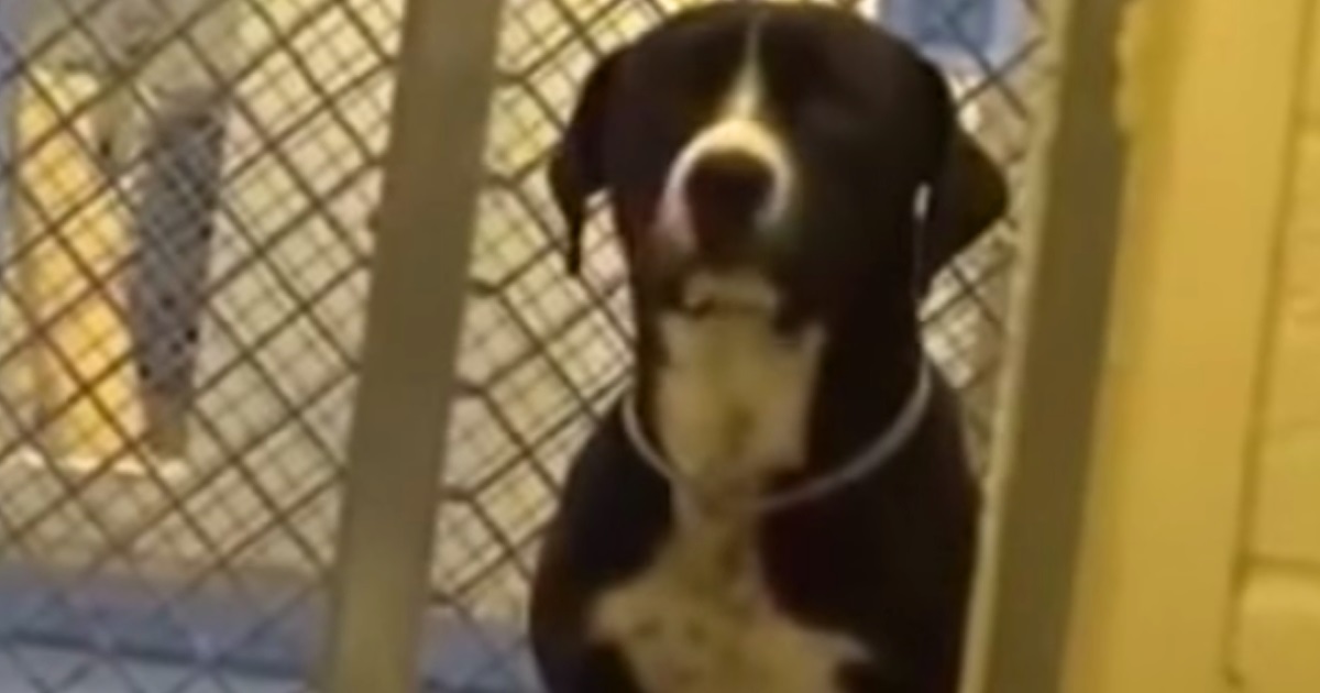 Shy Shelter Dog Realizes He Has Been Adopted And Has The Best Reaction Ever
