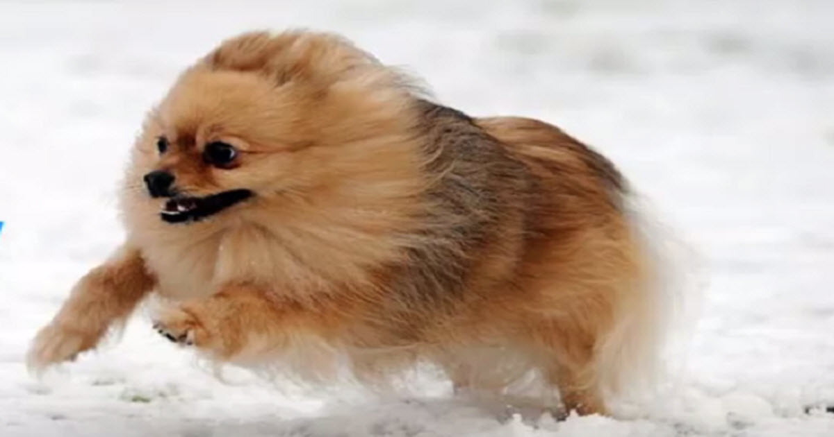 When Their Dog Sees The Snow, She Has The Best Reaction Ever
