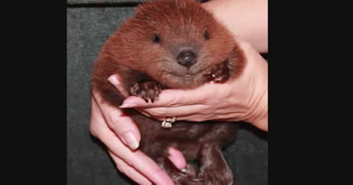 Adorable Baby Beavers Get A Second Chance