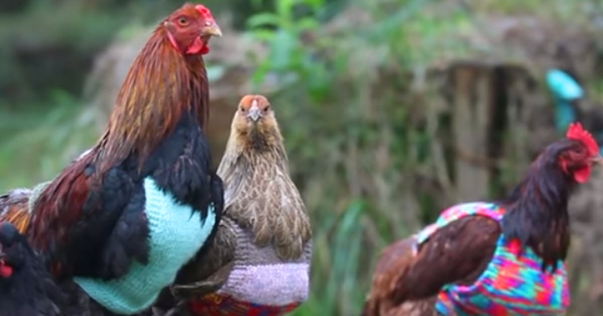 These Hens Were Struggling During Winter Until One Woman Did This To Help Protect Them