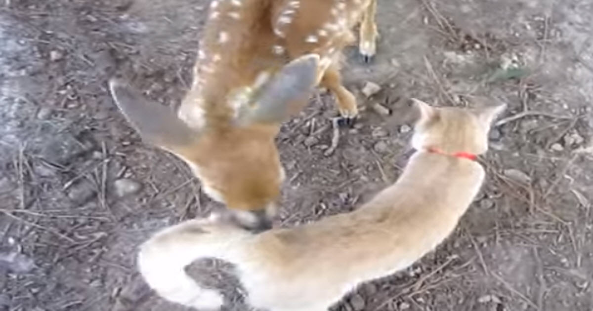 When This Baby Deer And Kitten Get Together, They Will Melt Your Heart