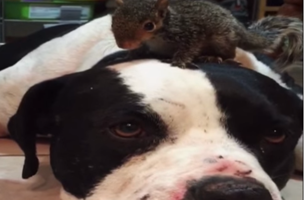 When You See How This Dog Protects His Friend It Will Melt Your Heart