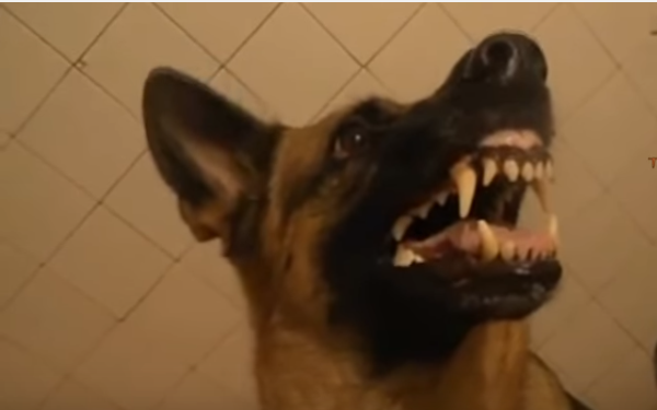 These Dogs Make The Funniest Faces When They See A Camera