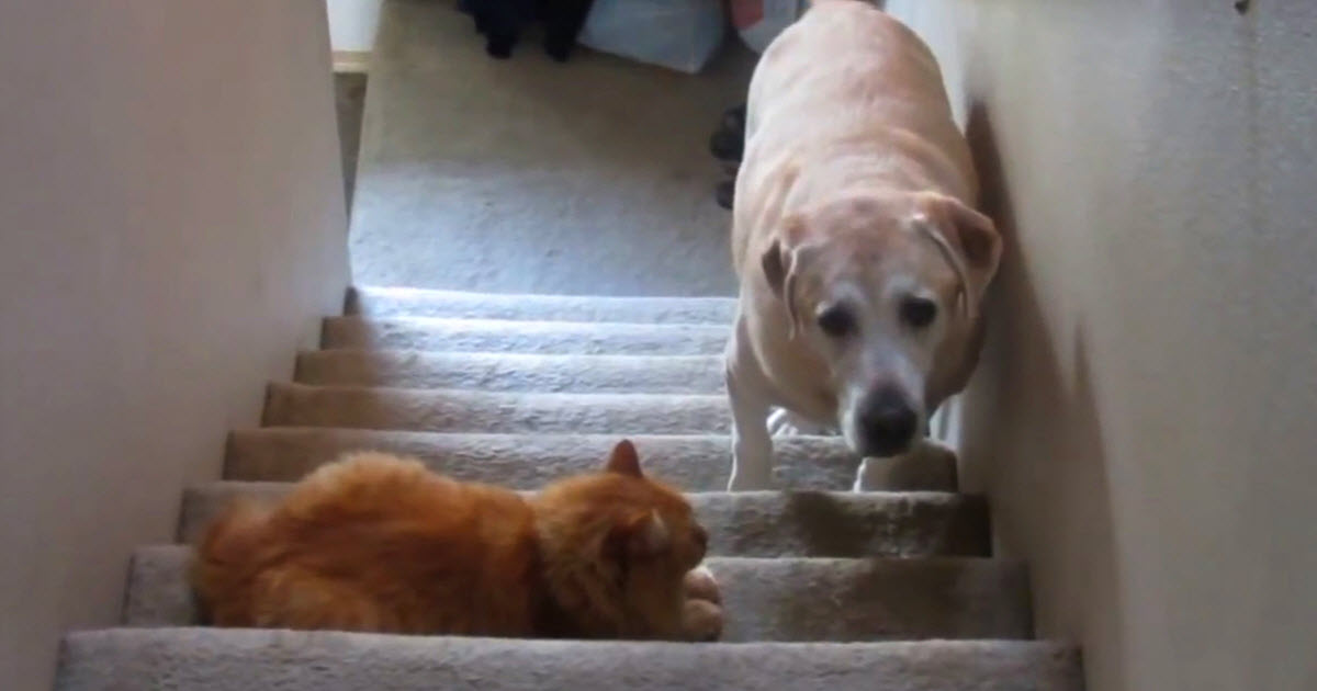 When These Dogs Try To Walk Past Their Cats, Hilarity Ensues
