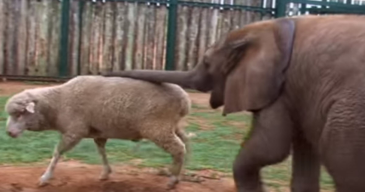 When This Orphaned Elephant Is Rescued, He Finds An Unlikely New Companion