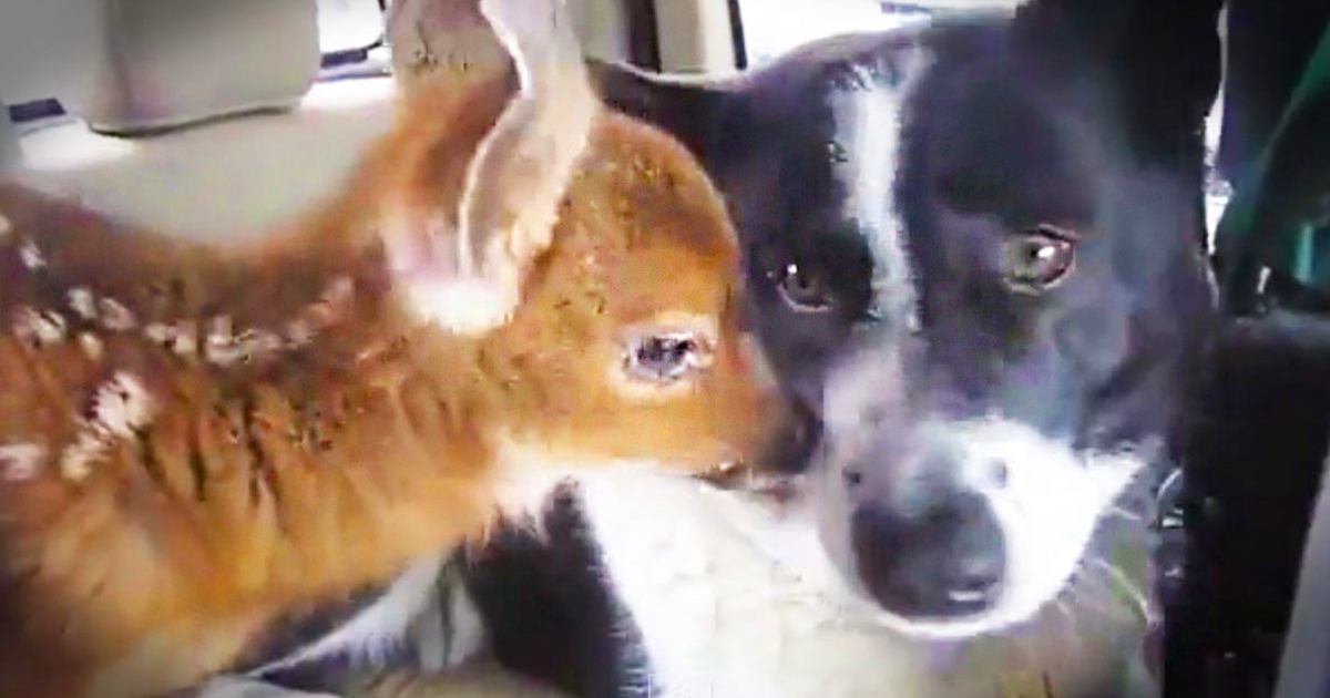 A Fawn Mistook This Dog For Her Mother, And This Is How The Dog Responds…