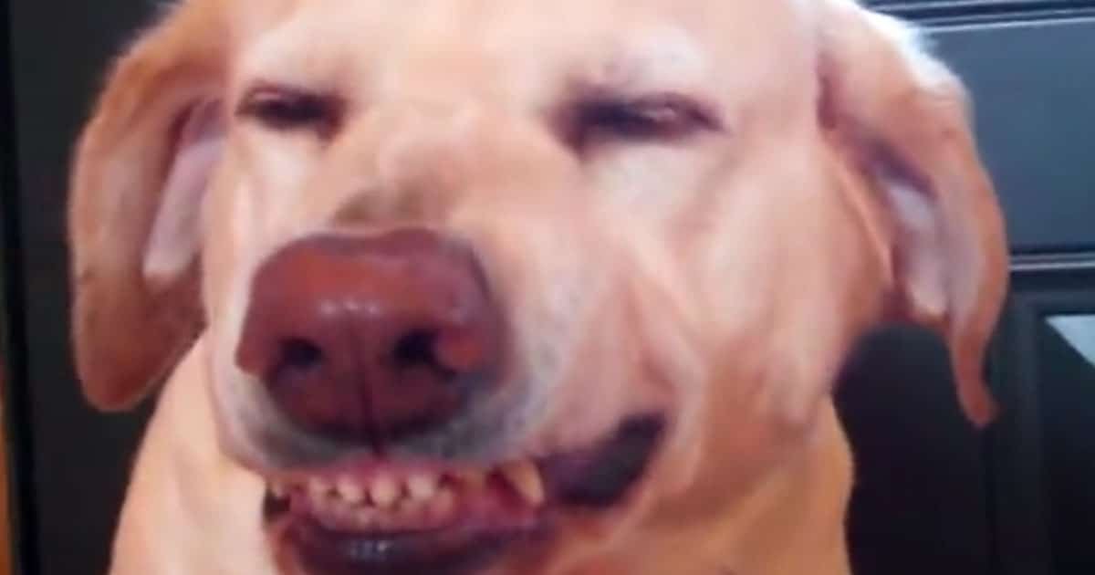 They Ask Their Dog A Question And Her Response Is Beyond Hilarious