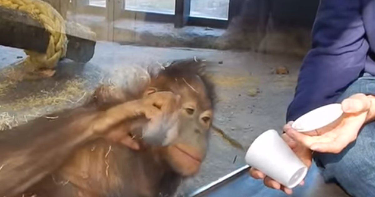See How This Orangutan Reacts To This Magic Trick