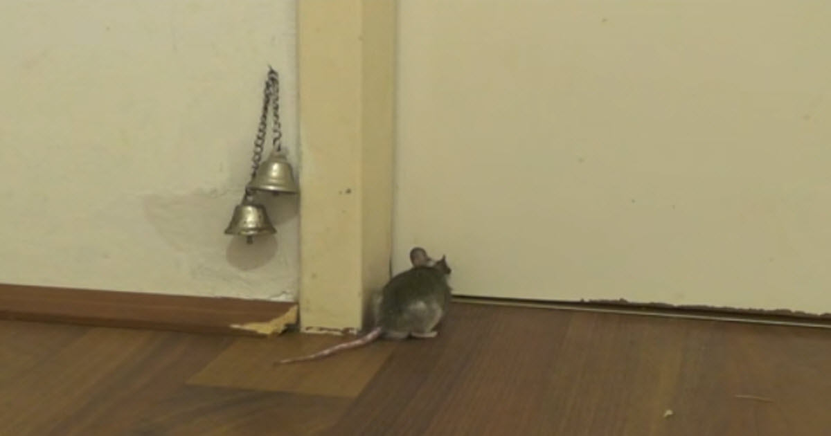 These Are Probably The Smartest Mice You Have Ever Seen When They Ask To Come Into The House